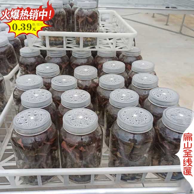 福建金線(xiàn)蓮瓶裝苗批發(fā)