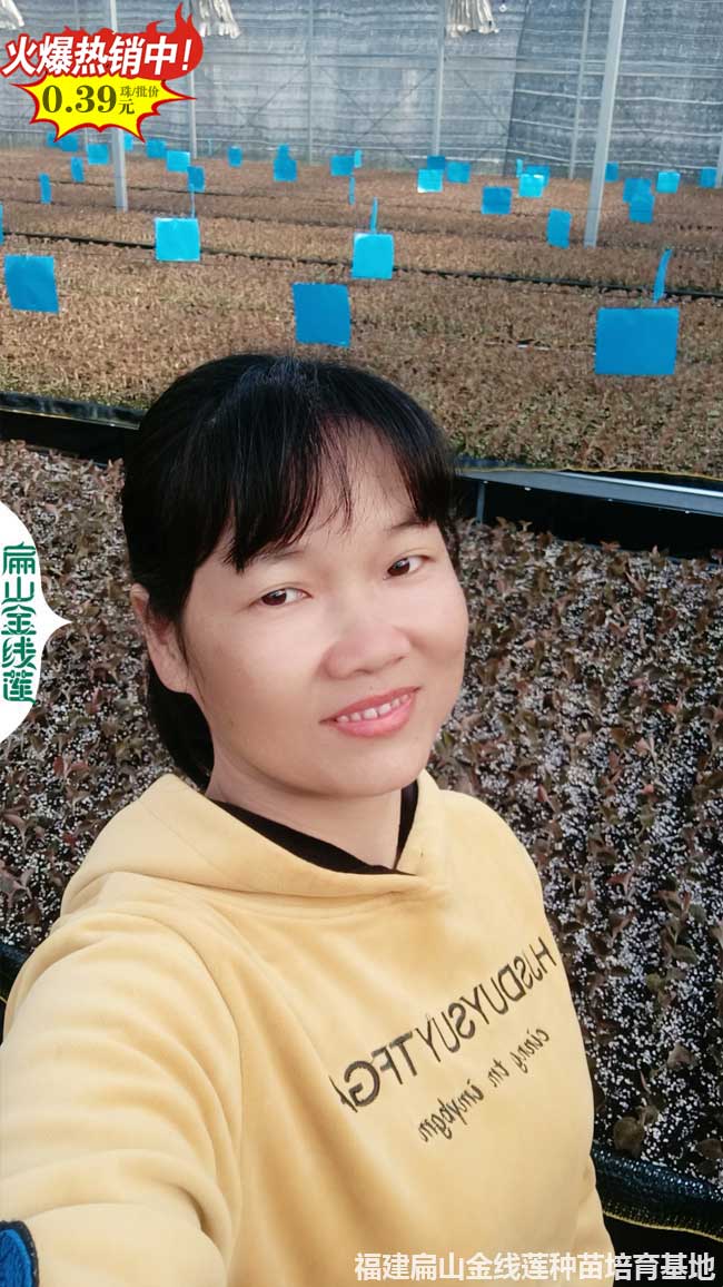 龍巖金線(xiàn)蓮種苗批發(fā)