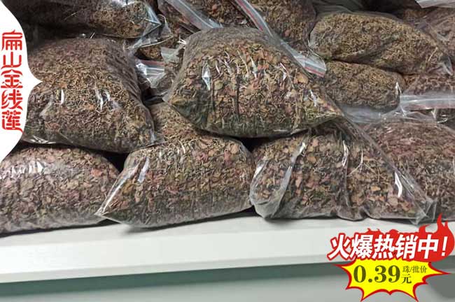福建金線(xiàn)蓮種苗供應