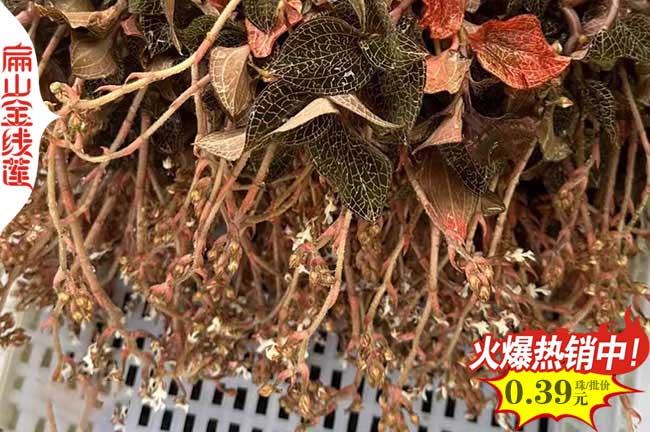 福建大葉金線(xiàn)蓮干貨批發(fā)