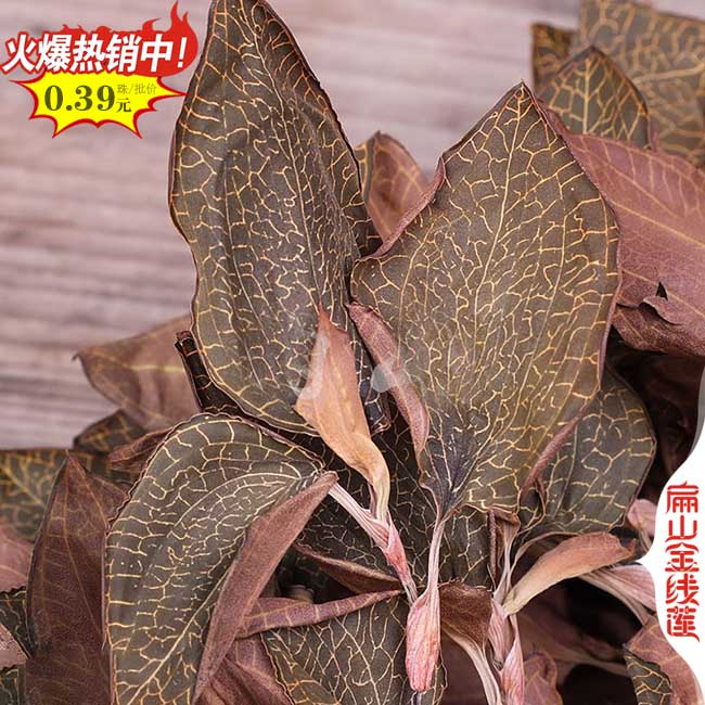 福建金線(xiàn)蓮干品批發(fā)