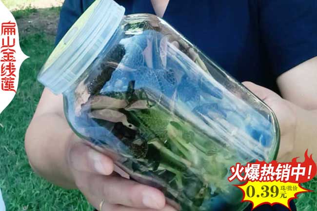 甘肅金線(xiàn)蓮瓶裝苗批發(fā)