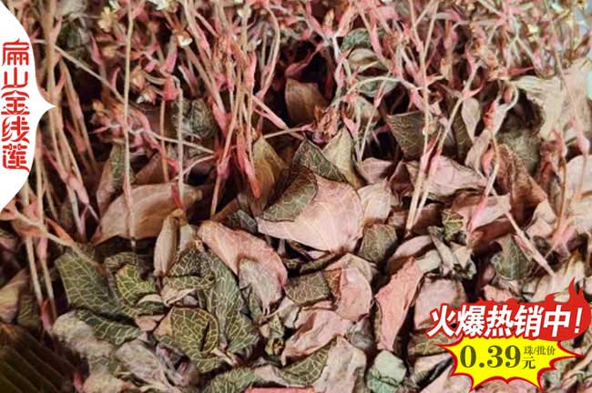 達州金線(xiàn)蓮瓶苗