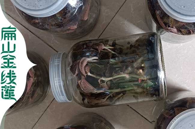 龍巖金線(xiàn)蓮瓶裝苗