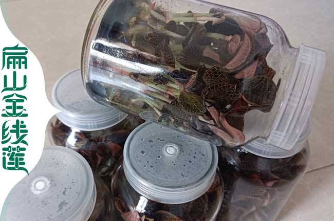 容縣瓶裝金線(xiàn)蓮種苗