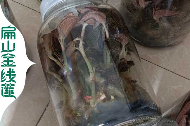 泉州金線(xiàn)蓮瓶苗