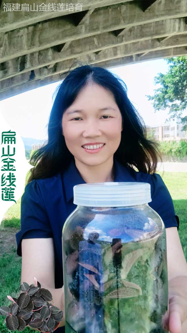 南寧金線(xiàn)蓮瓶裝苗