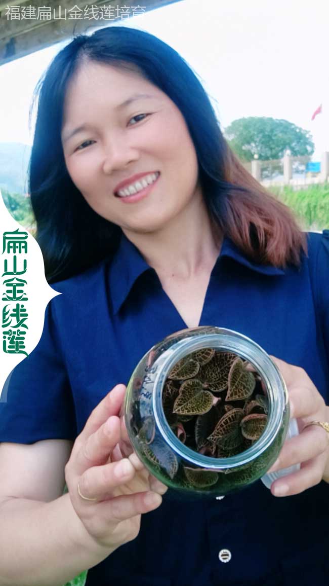 大安金線(xiàn)蓮種植