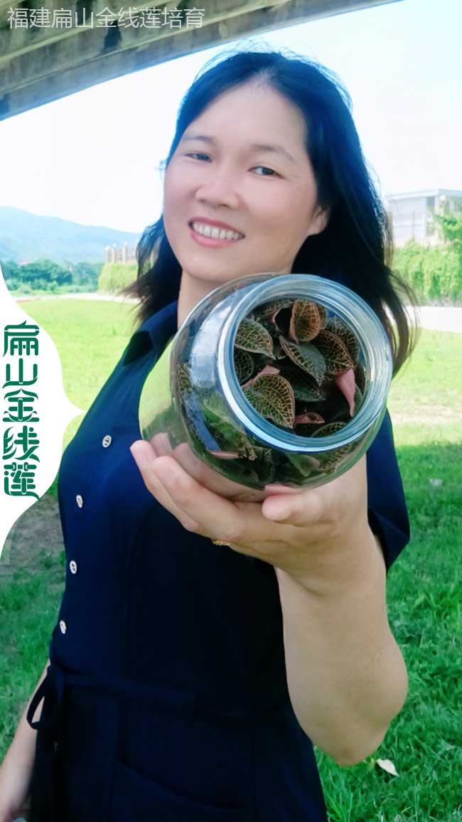 扁山上海標準金線(xiàn)蓮種苗.干貨批發(fā) 上海山油茶價(jià)電話(huà)1350