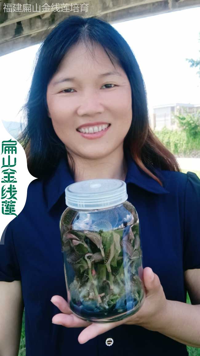 DH德宏金線(xiàn)蓮種植基地 德宏紅霞金線(xiàn)蓮干貨批發(fā)價(jià)格1800元/斤