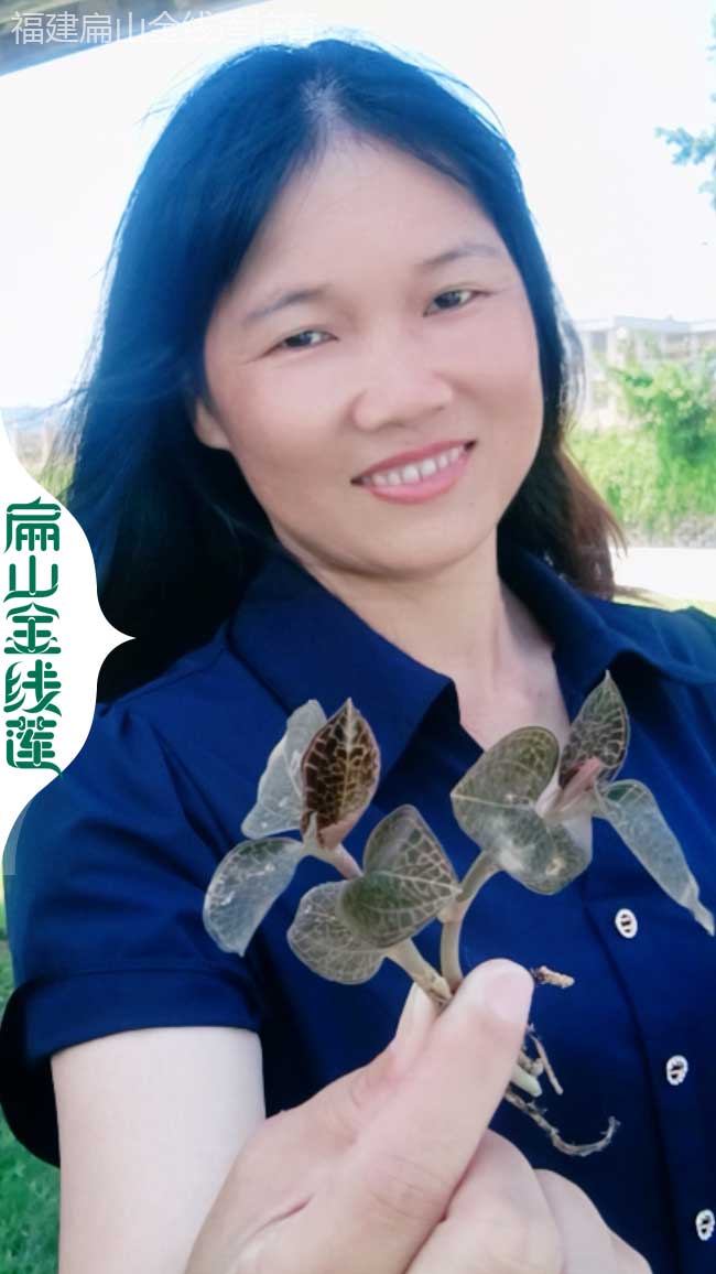 Y廣西玉林規?；鹁€(xiàn)蓮生產(chǎn)基地 玉林批發(fā)紅霞紅桿大葉2元