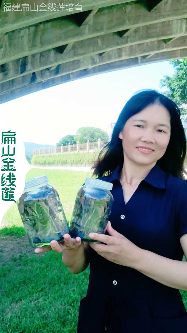 興義金線(xiàn)蓮種苗批發(fā)
