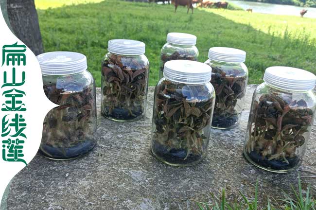 安順金線(xiàn)蓮瓶苗批發(fā)