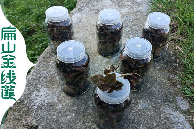 江津瓶裝金線(xiàn)蓮苗