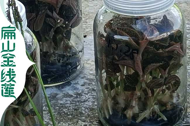 南寧紅霞金線(xiàn)蓮種苗批發(fā)