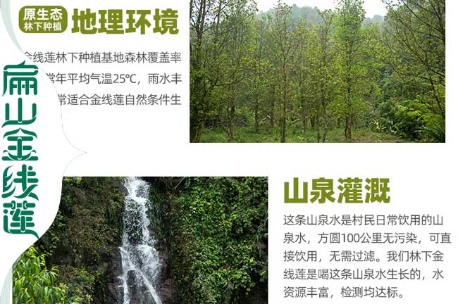 懷化金線(xiàn)蓮干貨