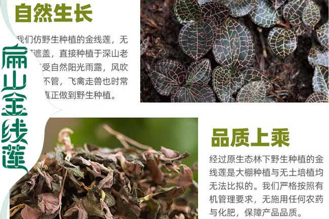 龍巖金線(xiàn)蓮種植