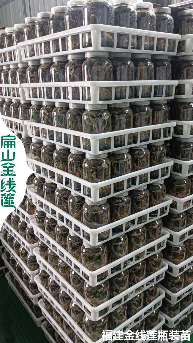 長(cháng)沙縣金線(xiàn)蓮種苗價(jià)格