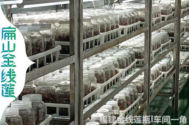 上杭規模金線(xiàn)蓮培育