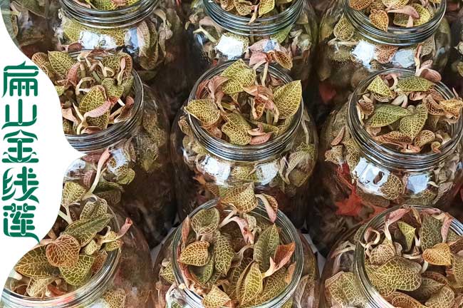 芙蓉金線(xiàn)蓮瓶裝苗