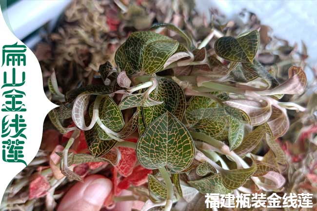 江華新鮮金線(xiàn)蓮批發(fā)