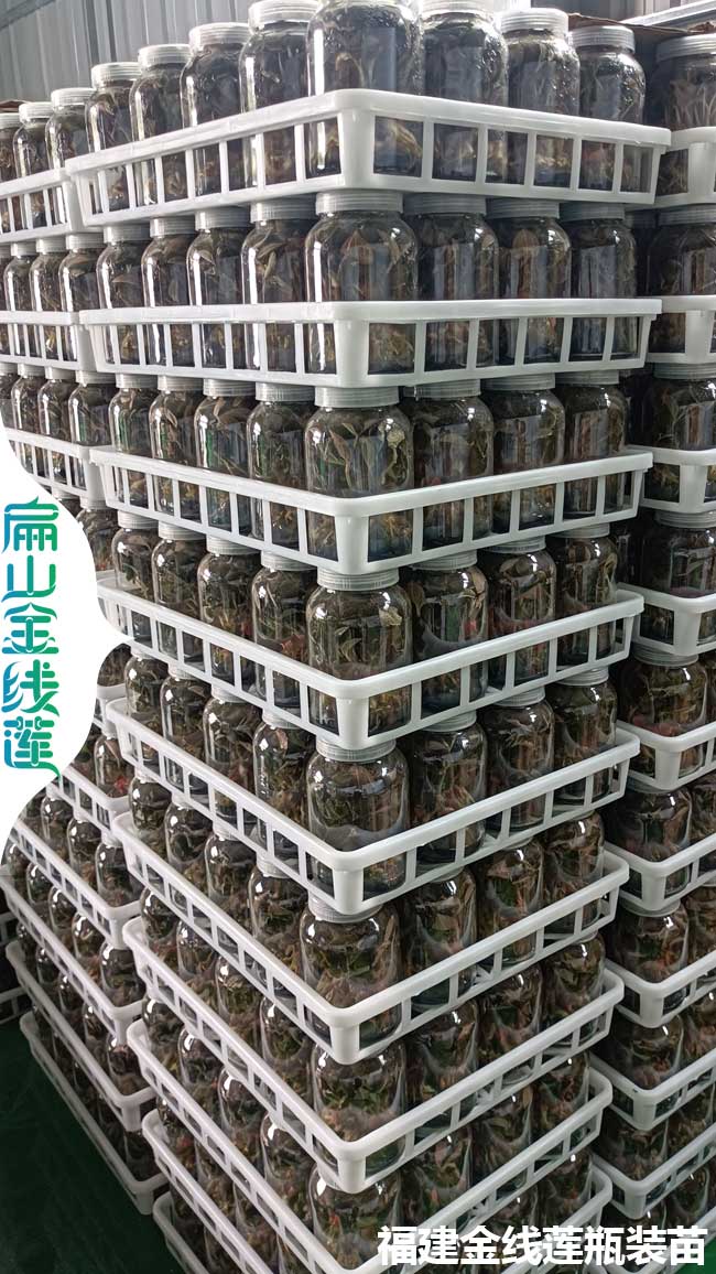 賣(mài)株洲的金線(xiàn)蓮和鐵皮石斛種苗批發(fā) 攸縣市場(chǎng)價(jià)錢(qián)多少錢(qián)一珠