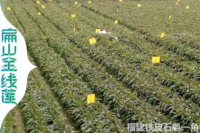 武陵賣(mài)鐵皮石斛苗