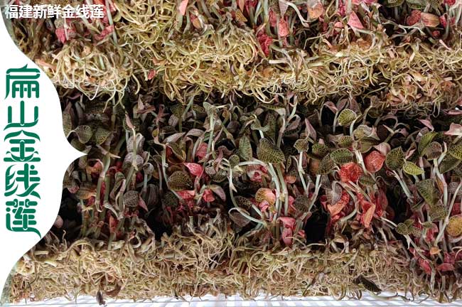 金線(xiàn)蓮種植技術(shù)