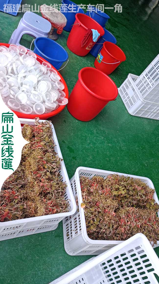 福建紅霞金線(xiàn)蓮規格