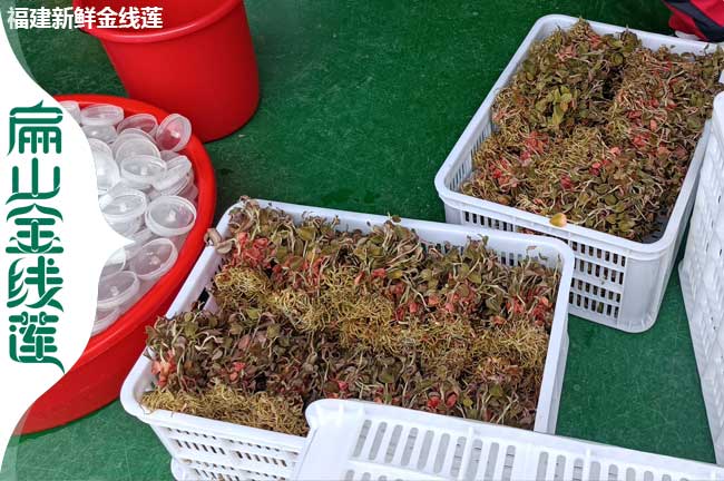 臺灣金線(xiàn)蓮種苗