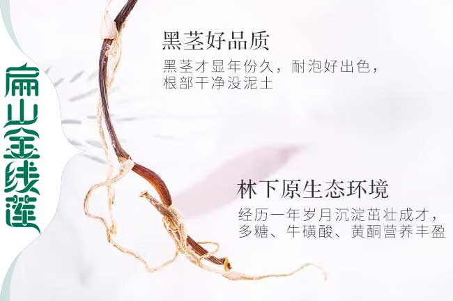 金線(xiàn)蓮林下種植