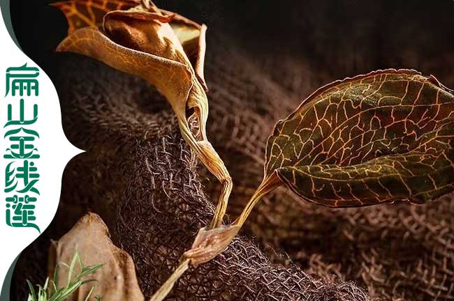 上杭紅霞金線(xiàn)蓮種苗