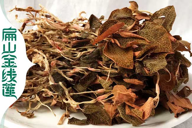 秭歸野生金線(xiàn)蓮種植基地