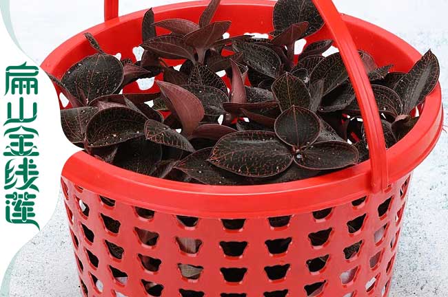 福建紅霞金線(xiàn)蓮種苗