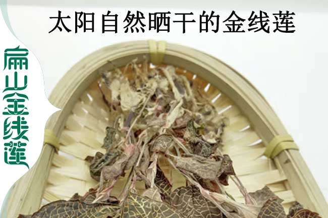 口西金線(xiàn)蓮種苗批發(fā)