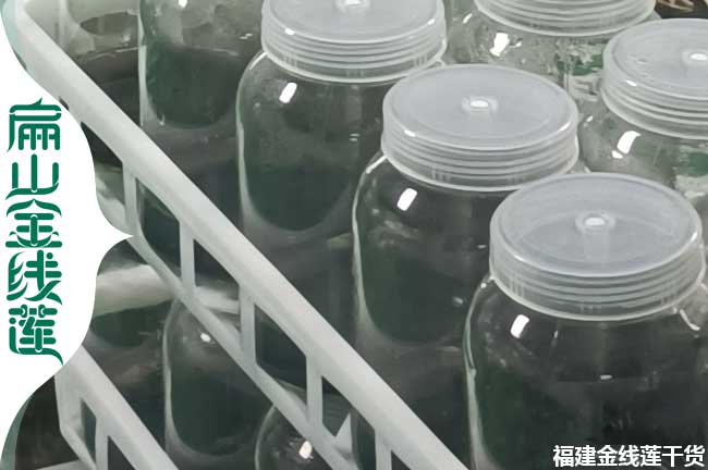 駐馬店金線(xiàn)蓮瓶裝苗