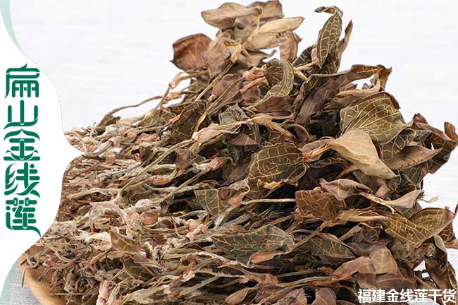 各省金線(xiàn)蓮種植方法與林下種植金線(xiàn)蓮特點(diǎn) 陽(yáng)光溫度濕度
