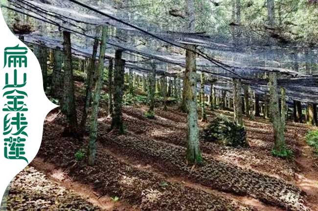 福建仿野生金線(xiàn)蓮種植基地