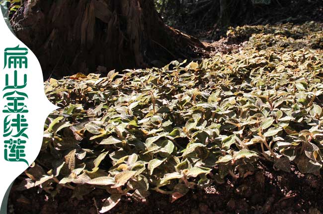 林下種植金線(xiàn)蓮注意