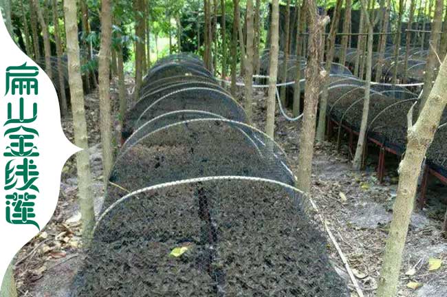 各省金線(xiàn)蓮種植方法與林下種植金線(xiàn)蓮特點(diǎn) 陽(yáng)光溫度濕度