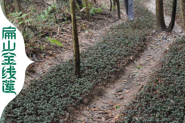 福建金線(xiàn)蓮種植基地