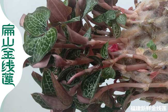 金華新鮮金線(xiàn)蓮批發(fā)