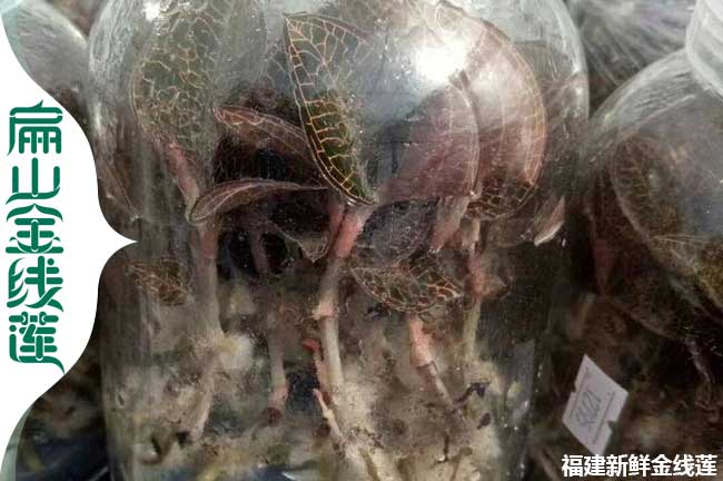 海東金線(xiàn)蓮瓶裝苗批發(fā)