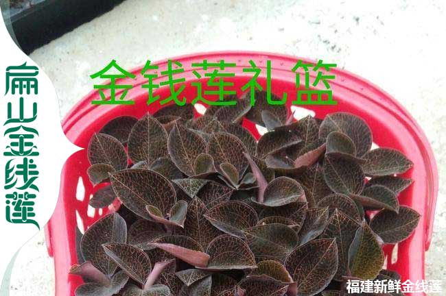 福建金線(xiàn)蓮批發(fā)