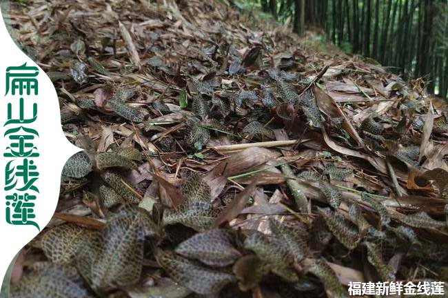 平?jīng)隽窒路N植金線(xiàn)蓮