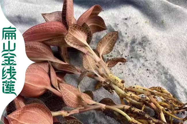 有宜賓金線(xiàn)蓮種苗培育 宜賓標準化干貨基地種植0.66元/珠