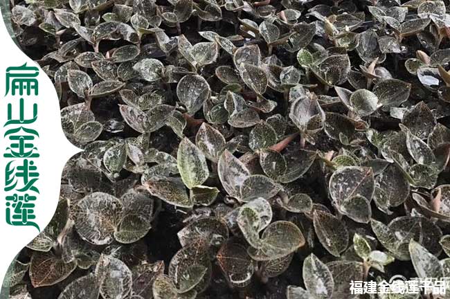 三明林下仿野生金線(xiàn)蓮