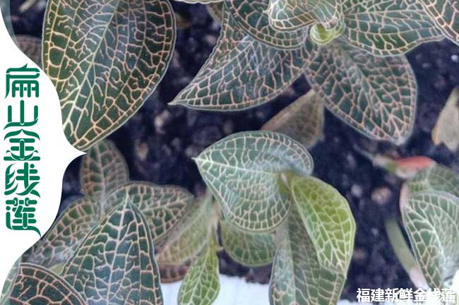 沙縣金線(xiàn)蓮種植