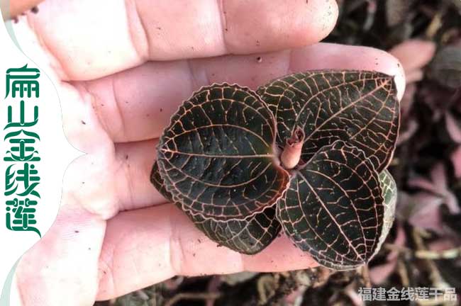 江西金線(xiàn)蓮種苗培育