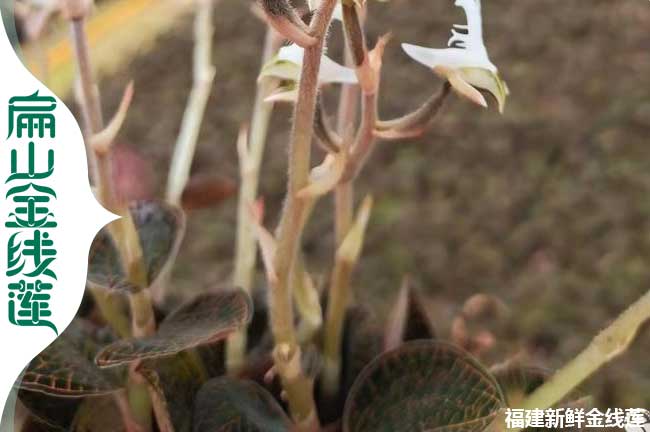 黃南金線(xiàn)蓮花